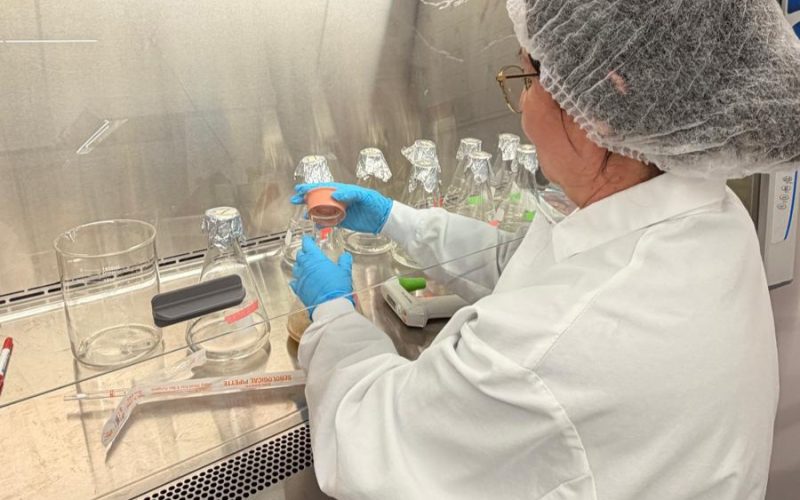 Iniciativa científica permite avanço na produção escalável de plantas de cacau